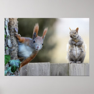 Hat jemand meine Nüsse gesehen? Poster