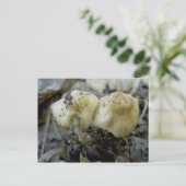 Hat Mushroom Pair Postcard Postkarte (Stehend Vorderseite)