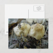 Hat Mushroom Pair Postcard Postkarte (Vorne/Hinten)