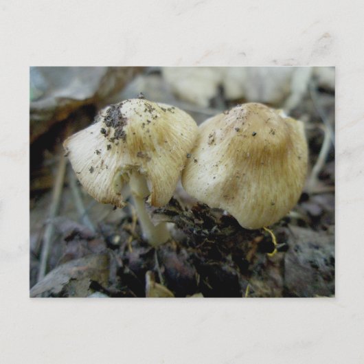 Hat Mushroom Pair Postcard Postkarte (Vorderseite)