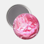 Hatched Pink Peony Magnet (Vorderseite/Rückseite)