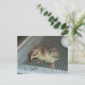 Hatchling Chick Postkarte (Stehend Vorderseite)
