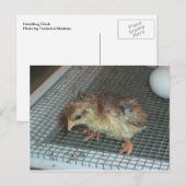 Hatchling Chick Postkarte (Vorne/Hinten)