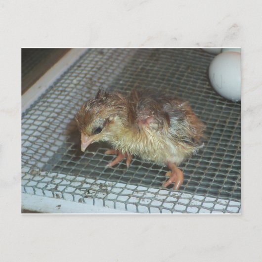Hatchling Chick Postkarte (Vorderseite)