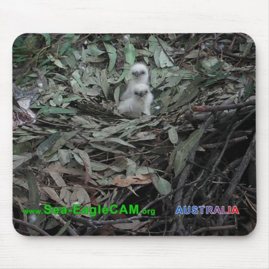 Hatchlings S1 u. S2 Mousepad horizontal (Vorne)