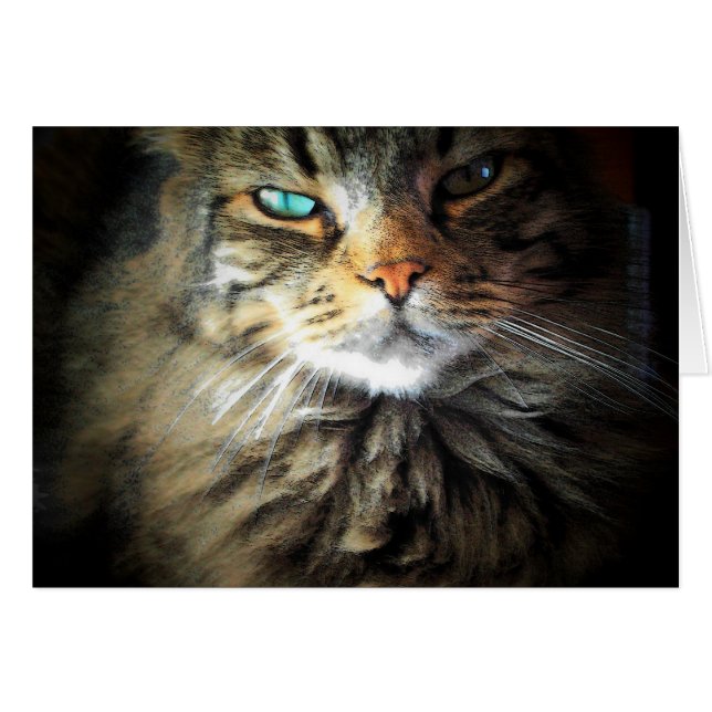 Hatte mich am Meow (Vorderseite (Horizontal))