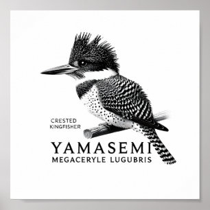 Hauben-Eisvogel Schwarz-Weiß-Kunstposter Poster