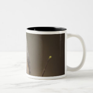 Haubenmeise, Baeolophus Zweifarbige Tasse