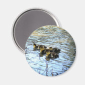 Haufen Baby Ducks Magnet (Vorderseite/Rückseite)