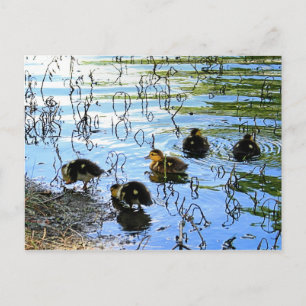 Haufen Babyenten Postkarte