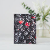 Haufen BlackBerry Postkarte (Stehend Vorderseite)