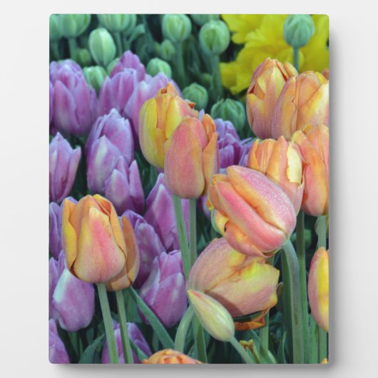 Haufen farbiger Tulpen Fotoplatte (Vorderseite)