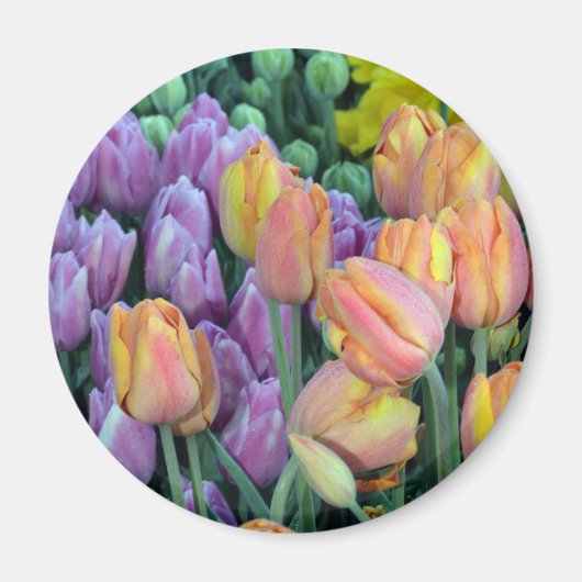 Haufen farbiger Tulpen Magnet (Vorne)