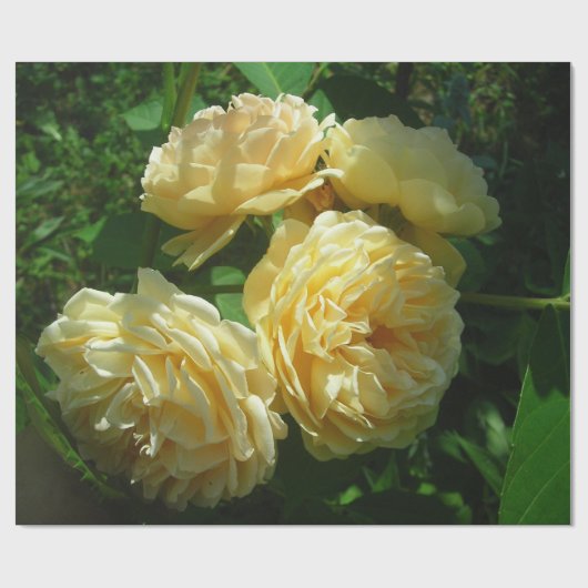 Haufen Gelben Rosen Geschenkpapier (Flach)