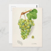 Haufen Grüne Trauben Fruchtfarben Postkarte (Vorne/Hinten)