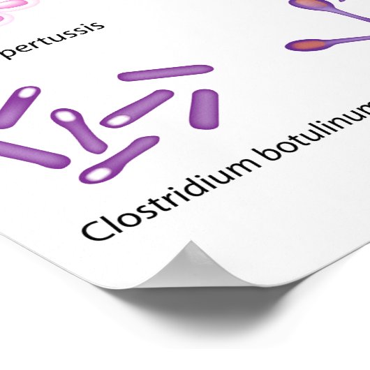 Häufig Bakterien Poster (Ecke)