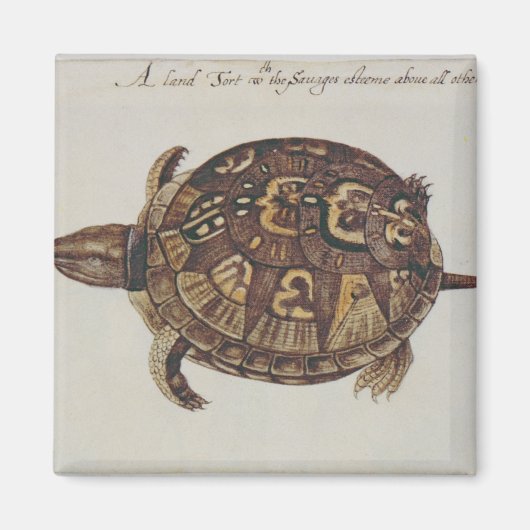 Häufig Box Tortoise Magnet (Vorne)