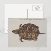 Häufig Box Tortoise Postkarte (Vorne/Hinten)