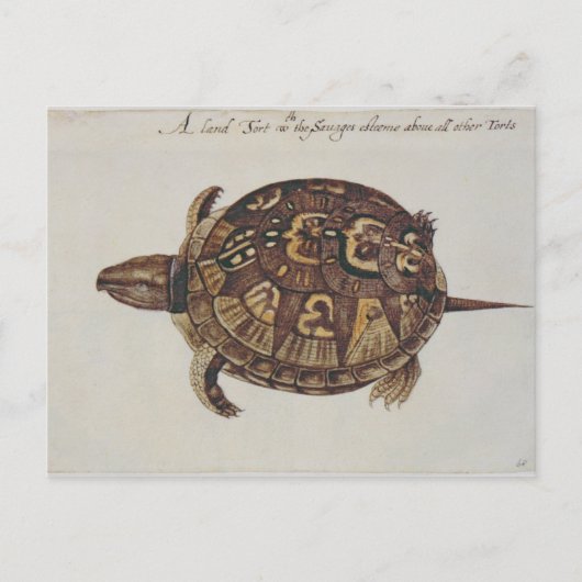 Häufig Box Tortoise Postkarte (Vorderseite)