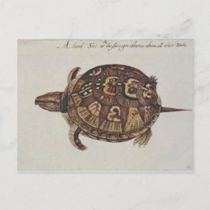 Häufig Box Tortoise Postkarte