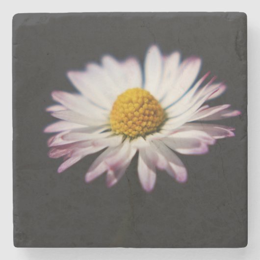 Häufig Daisy Küstenercnm Steinuntersetzer (Vorderseite)