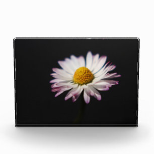 Häufig Daisy pbcna Fotoblock