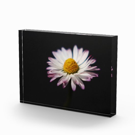 Häufig Daisy pbcna Fotoblock (Rechts)