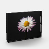 Häufig Daisy pbcna Fotoblock (Links)