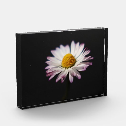 Häufig Daisy pbcna Fotoblock (Links)