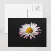 Häufig Daisy pccnm Postkarte (Vorne/Hinten)