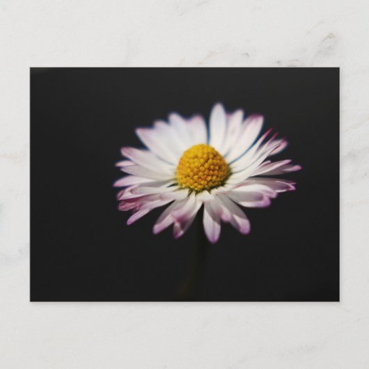 Häufig Daisy pccnm Postkarte (Vorderseite)