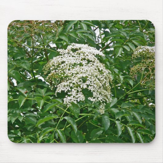 Häufig Elderberry (Sambucus canadensis) Mousepad (Vorne)