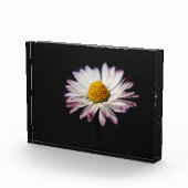 Häufig Fotoblock (Rechts)