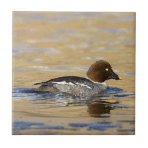 Häufig Goldeneye Fliese