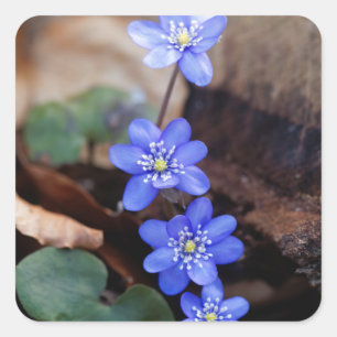 Häufig Hepatica (Hepatica nobilis) Quadratischer Aufkleber