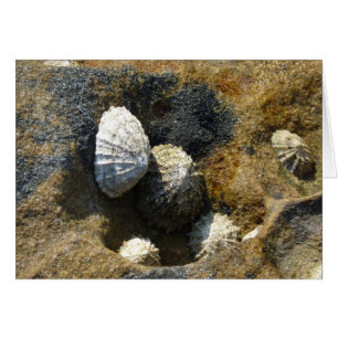 "Häufig Limpets" (3)