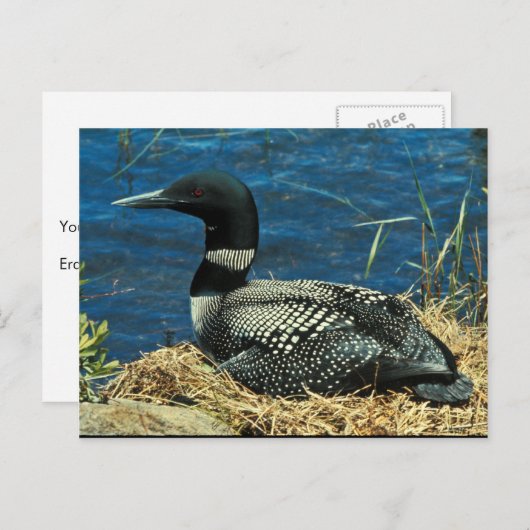 Häufig Loon Postkarte (Vorne/Hinten)