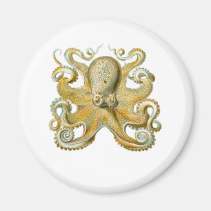 Häufig Oktopus Magnet