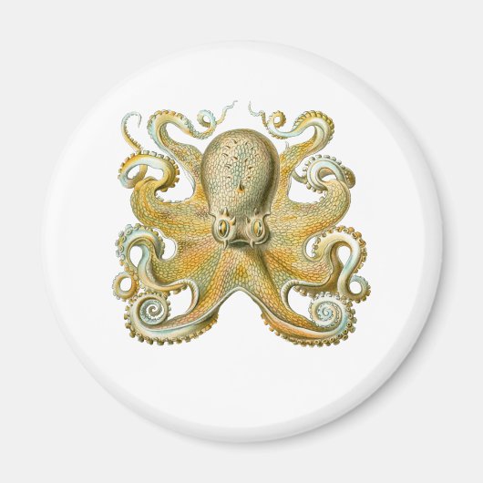 Häufig Oktopus Magnet (Vorne)
