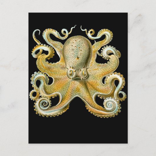 Häufig Oktopus Postkarte (Vorderseite)