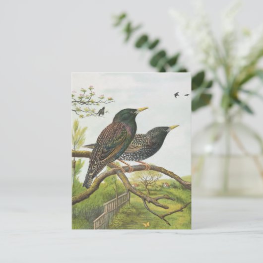 Häufig Postkarte (Stehend Vorderseite)