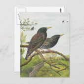 Häufig Postkarte (Vorne/Hinten)