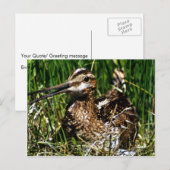 Häufig Postkarte (Vorne/Hinten)