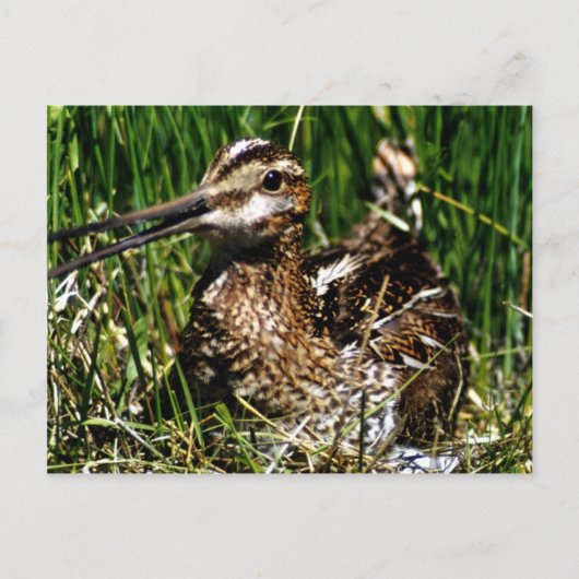 Häufig Postkarte (Vorderseite)