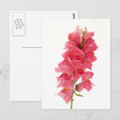 Häufig Snapdragon Postkarte (Vorne/Hinten)