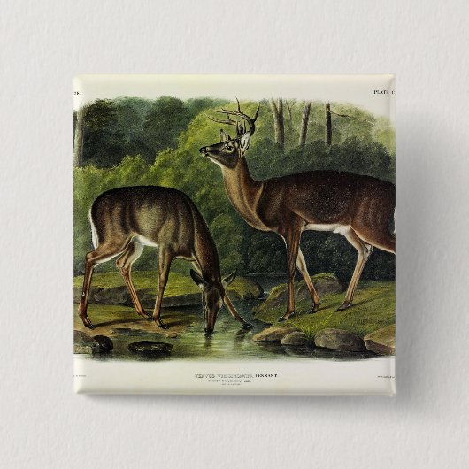 Häufig (Weißschwanz) Hirsche - Audubon-Quadrupeds Button (Vorderseite)