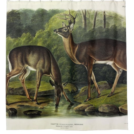 Häufig (Weißschwanz) Hirsche - Audubon-Quadrupeds Duschvorhang (Vorderseite)