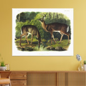 Häufig (Weißschwanz) Hirsche - Audubon-Quadrupeds Leinwanddruck (Insitu (Wohnzimmer))