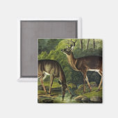 Häufig (Weißschwanz) Hirsche - Audubon-Quadrupeds Magnet (Vorderseite/Rückseite)