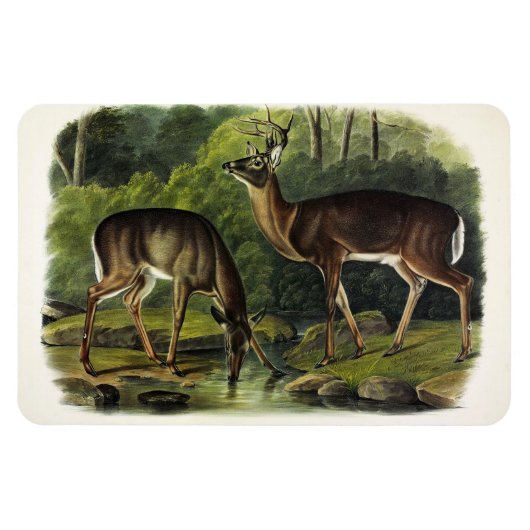 Häufig (Weißschwanz) Hirsche - Audubon-Quadrupeds Magnet (Horizontal)